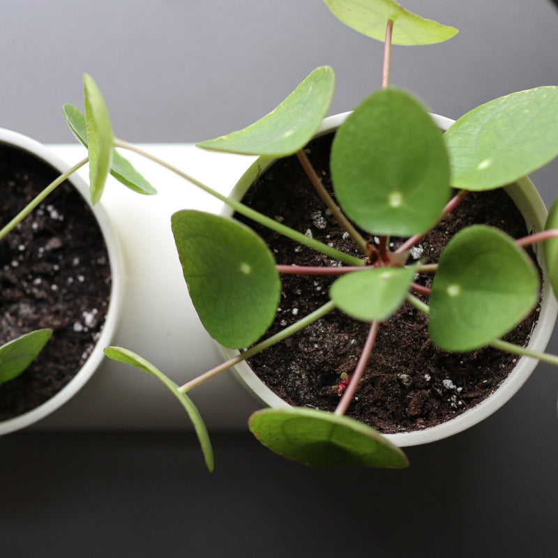 Double Planter - Misewell Pots & Planters - Dune - HORNE