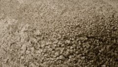 Sahara